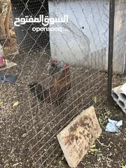  2 جايه وديك بلدي للبيع