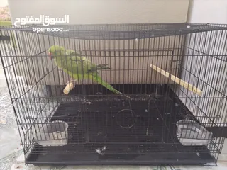  4 4 Months old parrot + cage /ببغاء عمره 4 شهور