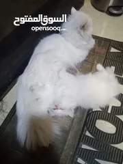  2 قطط للتبني ام وابنها بحاله ممتازه
