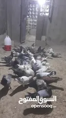  3 خم حمام للبيع انواع احجام