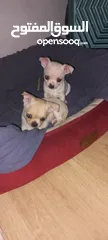  17 Chihuahuas