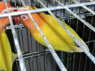  11 طيرة انجليزي رمادية ومخاليف فيش. وفراخ روز للزق اليدوي. الرجاء قراءة الوصف