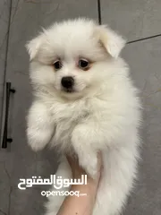  24 جراء بوميريان اصغر حجم تيكب