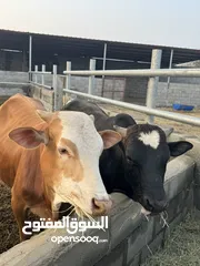  8 أبقار بأسعار مناسبة ومختلفه لكل وحده بولاية صحم