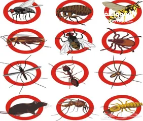  6 شركه رش مبيدات الحشرات مكافحة الحشرات نهائيا مع الضمان