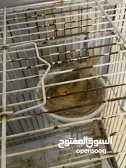  15 جوز كنار للبيع