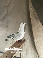  2 14طير مشكلات للبيع 