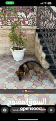  1 German Shepherd sable/جيرمن شيبرد سيبل