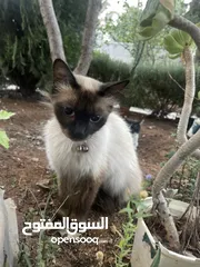  2 قطة سيامي (السعر قابل للتفاوض)