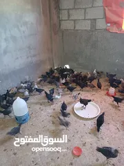  2 صيصان بلدي للبيع