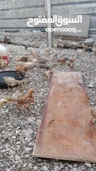  6 خم حمام بلدي ومعو انواع +صيصان بلدي عمر 33 يوم  للبيع بسعر الحرق الله يبارك لصاحب النصيب