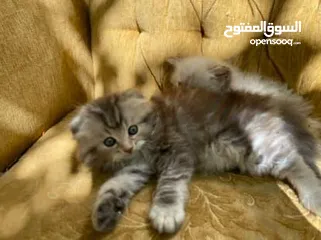  15 5 قطط مكس للبيع