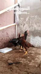  3 Pakistani Aseel hens