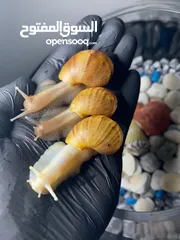  10 حلزون افريقي