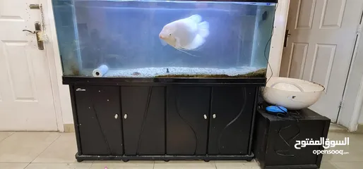  2 Gaint Gourami with fish tank