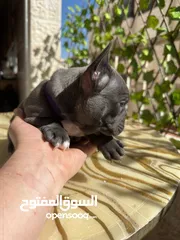  3 فرنش بولدوج