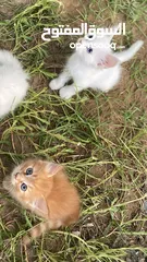  3 قطط صغيرة للبيع (كيتين)