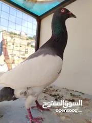  16 جواز يهودي نخب شغال عين بيضه رقبه شبر جاهزات وجوز سلافر يهودي اصفر رقبه شبر