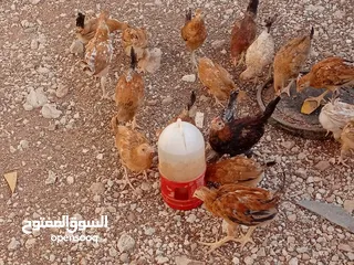  12 صوص بلدي للبيع