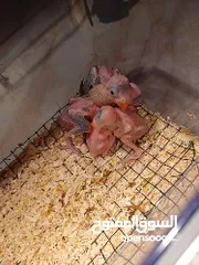  2 بغبغاء الدره