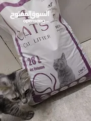  1 بيع رمل القطط