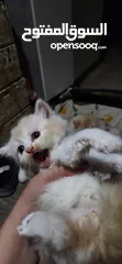  9 قطط شيرازي العمر شهرين    Persian cats two months old