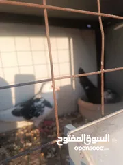  11 حمام مشكل زوجل مكتيف بلجكه جوز حمام انواع