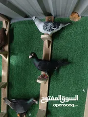  8 حمام مشكل بسعر حرق