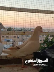  21 حمام برامليات و قرنفلي و امازوني و قفص