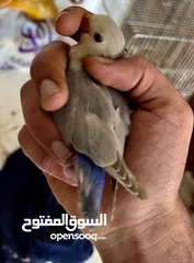  3 فراخ مفطومه اليفه فيشر لاتينو وروز فايلوت