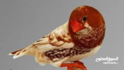  1 مطلوووووب جوز جنه طفره للبيع المهم يكون قريب من المقابلين