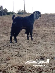  3 للبيع تيس بندوق كفاله هداد علي ردد