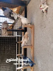 6 فراخ حمام البيع