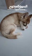  1 Siberian Huskies puppy
