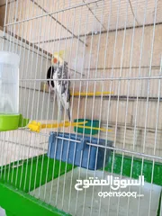  12 ببغاء كوكتيل ذكر وانثى مع قفص كبير