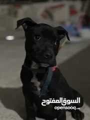  1 جرو بيبتبول انثى للبيع بسعر حرق