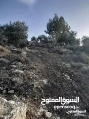  5 ارض زيتون للبيع في خلة ابو سليمان