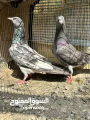  6 حمام باكستاني