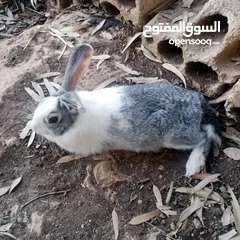  9 ارانب بلدي للبيع اقرا الوصف