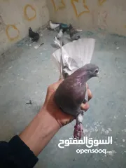  1 حمام للببع لوت التك 5 قفل