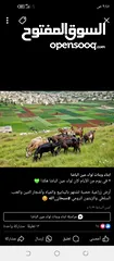  1 ماعز للبيع