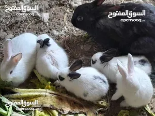  17 ارانب فرنسيه اعمار مختلفه عمرشهر 3دنانير