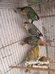 14 طور روز  ألوان بتجنن الله يبارك لصاحب النصيب. روز البينو عين حمرا. البينو بيور من انناحي