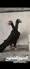  1 متاح جوز تحتهم بيض