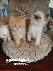  3 قطط صغيره للبيع