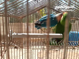  11 طيور مشكله شغاله للبيع اقرا الوصف