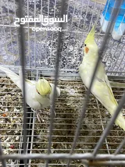  1 كوكتيل زوج طيور مع قفص