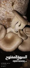  3 فطر محاري بلدي
