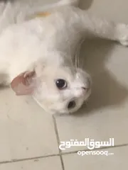  1 قطه نادره - العين