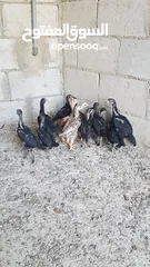  2 دجاج بكستاني